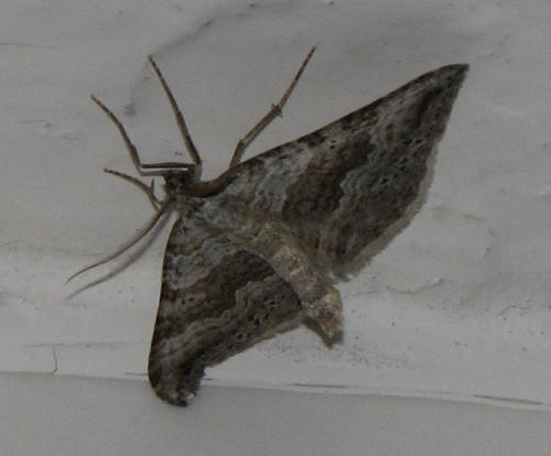 Réf. 133 819 : Scotopteryx bipunctaria