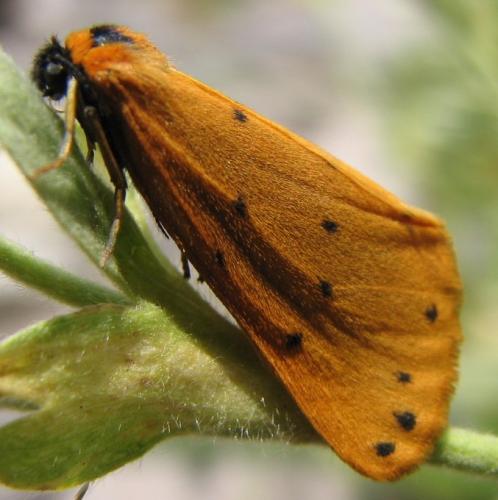 Réf. 133 994 : Setina sp.