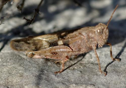 Réf. 133 665 : Aiolopus strepens