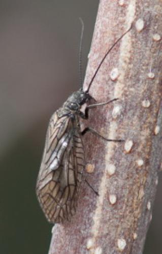 Sialis sp.
