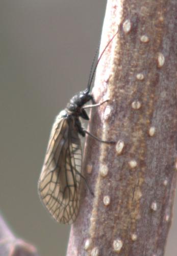 Sialis sp.