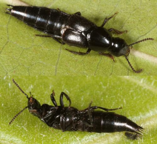 Réf. 133 802 : Quedius sp.