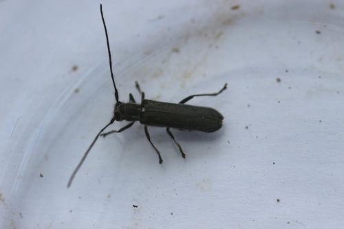Réf. 133 502 : Stenostola sp.
