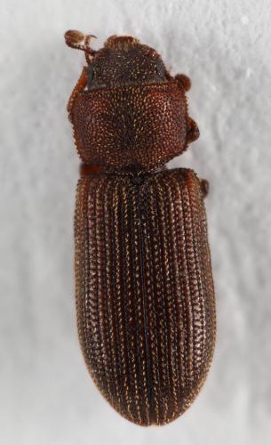 Synchita separanda