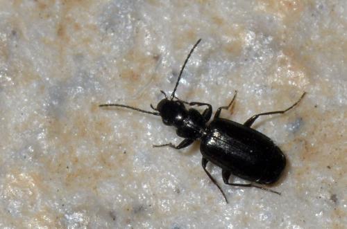 Réf. 133 093 : Microlestes sp.