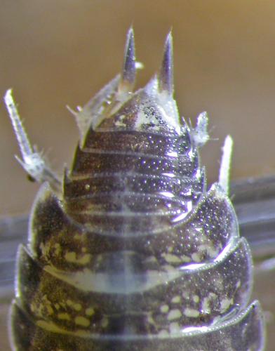 Réf. 133 070 : Balloniscus sp.
