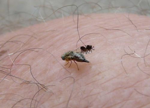 Tephritis sp.