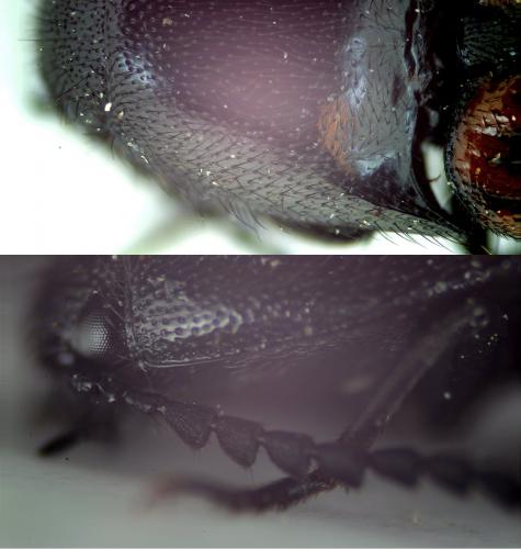 Ampedus pomorum