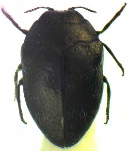 Trachys quercicola