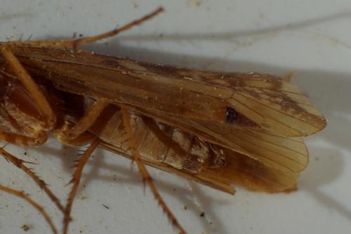 Limnephilus lunatus