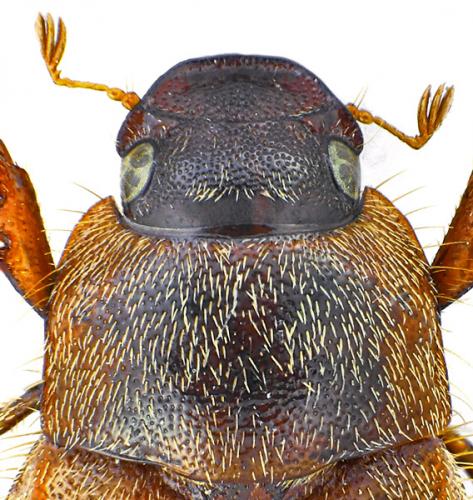 Triodontella bucculenta