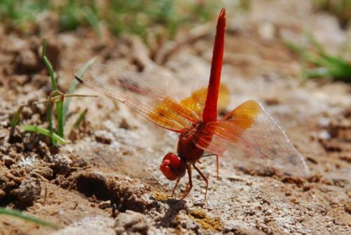 Réf. 133 305 : Trithemis kirbyi