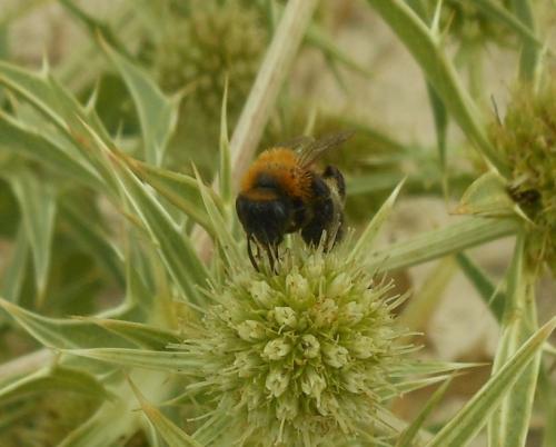 Andrena nigriceps