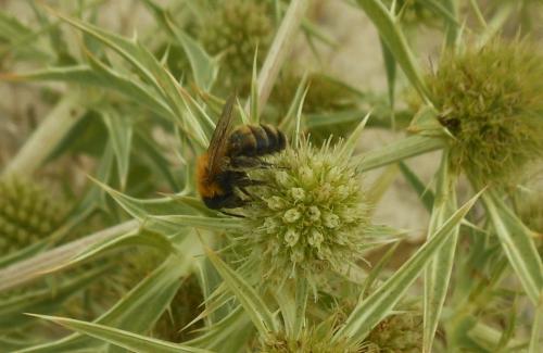 Réf. 133 433 : Andrena nigriceps