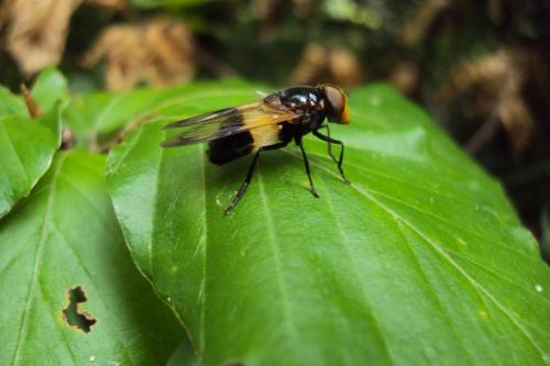 Volucella pellucens