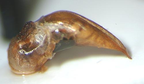 Réf. 133 248 : Stenolophus skrimshiranus