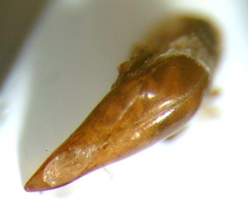 Réf. 133 249 : Stenolophus skrimshiranus