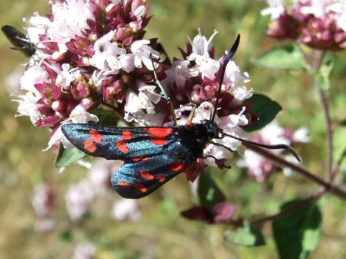 Zygaena filipendulae