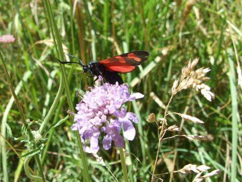 Zygaena filipendulae