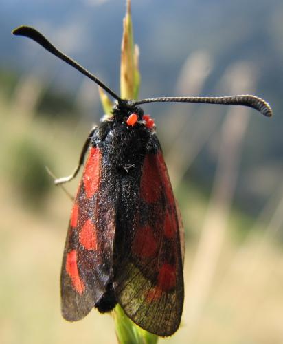 Zygaena loti