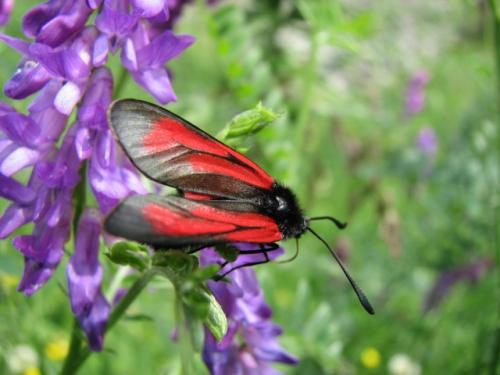 Zygaena purpuralis