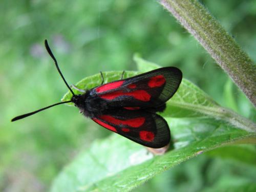 Zygaena romeo