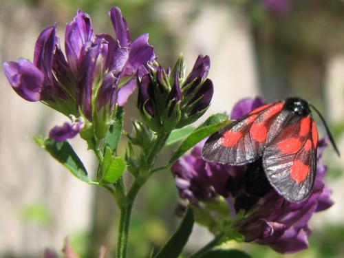 Réf. 133 945 : Zygaena romeo