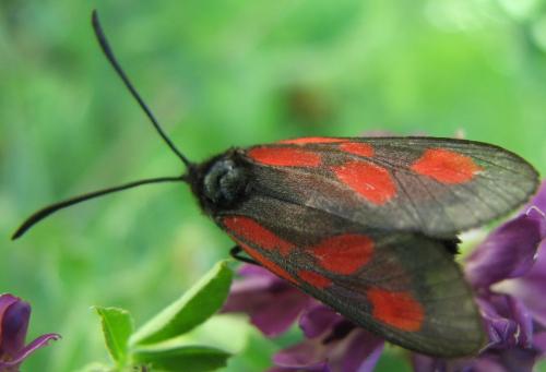 Réf. 133 946 : Zygaena romeo