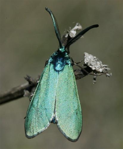 Adscita sp.