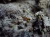 133691 – Photo : Andre Astric – France (68)