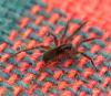 133046 – Photo : Brigitte Ulmer – France (47)