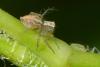 Oxyopes sp.