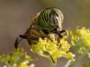 133715 – Photo : Arthropa - Benoit Martha – France (20)