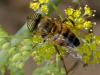 133716 – Photo : Arthropa - Benoit Martha – France (20)