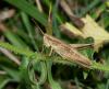 133213 – Photo : Picq Christophe – France (86)