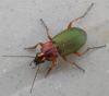 133090 – Photo : Fools – France (22)