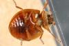 Adalia decempunctata