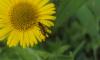 133741 – Photo : Mickael55 – France (55)