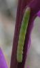 133805 – Photo : *Pascale* – France (06)