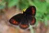 133551 – Photo : JB Collé – France (31)