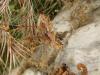 133050 – Photo : Cyrille Cagnasso – Albanie