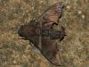 133021 – Photo : Christian Widmann – Brésil