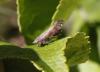 133680 – Photo : Thierry Madigou – France (35)