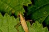 133886 – Photo : Michel Ehrhardt – France (68)