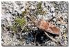 133841 – Photo : DUBOIS Yves – France (42)
