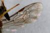 Lasioglossum sp.