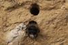 Osmia cornuta