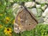 133556 – Photo : Cyrille Cagnasso – Bulgarie