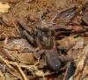 133927 – Photo : Duborget Robin – Guadeloupe