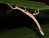 133423 – Photo : Duborget Robin – Guadeloupe